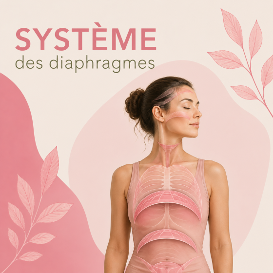 Système des diaphragmes  - 17h