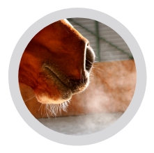 Horse innovating oxygenation